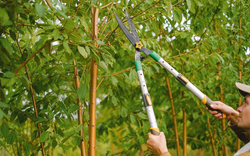 Tree trimming in Gackle, ND