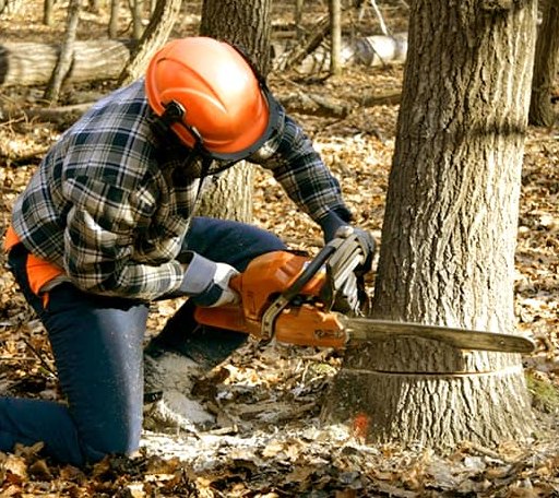 Tree Removal in Gackle, ND